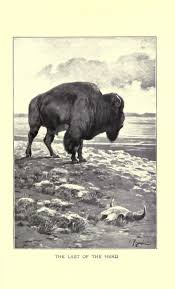 Bison At Standing Rock Last Of The Herd Http Endlessme Tumblr Com Bison Pictures Bison Artwork Musk Ox