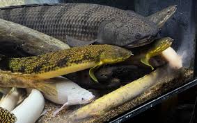 Image result for Coelorachis lepidura