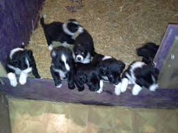 We did not find results for: Border Collie Pup For Sale Pennsylvania