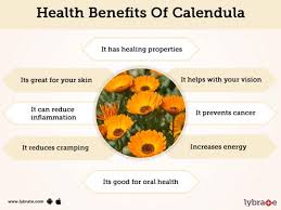 How to say calendula officinalis in english? Calendula Benefits Its Side Effects Lybrate