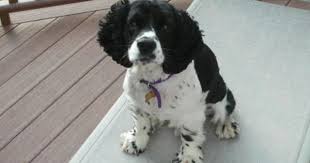 Black And White Springer Spaniel Images I 3 Cocker Spaniels White Cocker Spaniel Cocker Spaniel Cocker Spaniel Puppies