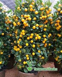 Ketika menanam tanaman buah didalam pot, bukan berarti anda harus berlebihan dalam melakukan penyiramannya. 10 Jenis Tanaman Buah Dalam Pot Cepat Tumbuh Dan Berbuah