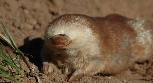 Sustainable coastlines hawaii the ocean is a powerful force. Which Burrowing Mammal Is In The Trivia Questions Quizzclub