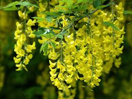 Thetreecenter.com has been visited by 10k+ users in the past month 15 Stunning Shrubs Trees With Yellow Flowers Plant Index
