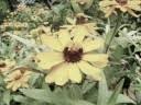 Peter Paul And Mary Where Have All The Flowers Gone Peter Paul And Mary Where Have All The Flowers Gone Oldies Music Music Memories Music Artists