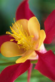Pin On Beautiful Blooms
