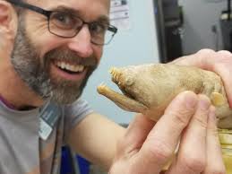 Aplatophis chauliodus (fangtooth snake-eel) burrows into sediment/sand