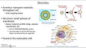 If so, you may need to memorize the animal cell, its organelles, and their functions. Vesicles Youtube
