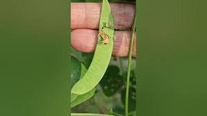 Image result for Dolichos trilobus