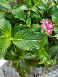 Image result for Pentas bussei