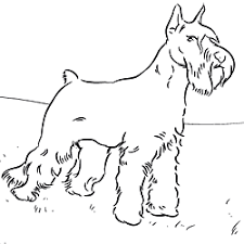 Shop our full collection of coloring books, now! Pin By Carrie Frampton On Printable Coloring Pages Farm Animal Coloring Pages Dog Coloring Page Dog Coloring Book
