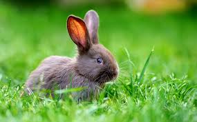 Male rabbits are called bucks; 6 Signs Your Bunny Is Happy Petland Florida
