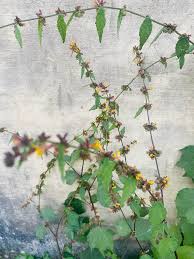 Image result for Triumfetta annua