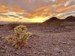 Most cacti like bright light but it all depends on the particular specie you have. Death Valley Just Recorded The Hottest Temperature On Earth The New York Times