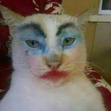 Wajah Wajah Menggemaskan Saat Kucing Didandani Oleh Pemiliknya