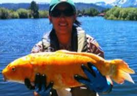 Because of how long their tails can get, these fish max out at 14 inches. Super Sized Goldfish Pose Giant Problem For Lake Tahoe Usda