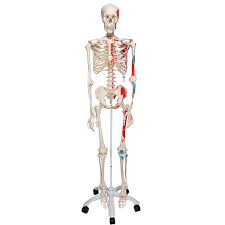 Below are the muscles in the torso and on the back that you need to be aware of. Human Skeleton Model Max Human Anatomical Skeleton Painted Muscles Pelvic Mounted Medical School Quality Painted Muscles Plastic Skeleton Model