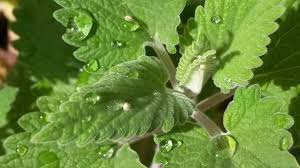 Sow seed indoors a few weeks before the last spring frost. Growing Catnip In Pots From Seed Cuttings A Full Guide Gardening Tips