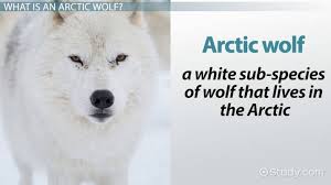 After 30 minutes in standby mode, device will automatically lock. Arctic Wolf Facts Lesson For Kids Video Lesson Transcript Study Com