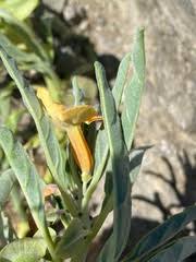 Image result for Pterodiscus aurantiacus