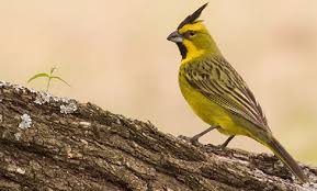 La Pampa: crean mecanismos para proteger al cardenal amarillo, una especie  en extinción