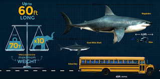 Megalodon Size How Big Was The Megalodon Shark Fossilera Com