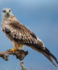 Uk Birds Of Prey Images Red Kite The Red Kite Was Once Regarded As Vermin And Was Exterminated In The Uk By The End Of The 18th Century Today There Are More Than 30 Hishnye Pticy Pticy