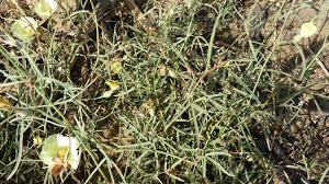 Image result for Cienfuegosia digitata