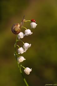Coccinelle official online shop, premium bags and accessories for women. Jan Siwmir Animales Faune Et Flore Photo Animaux