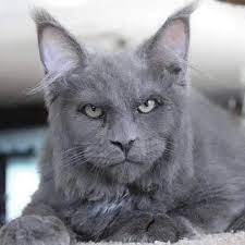 أديب كود خصم نمشي cz5 posted on instagram قط من فصيلة ماين كون يحقق شهرة واسعة على شبكات التواصل الاجتماعي بسبب ملام cute cats cats and kittens animals