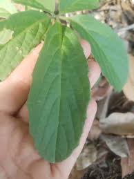 Image result for Cyphostemma subciliatum