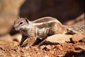 Pin By Makisquirrel On Squirrel Barbary Coast Squirrel Feeling Squirrely