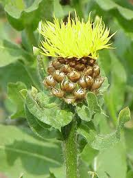 Image result for Centaurea praecox