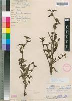 Image result for Cyanotis sp. aff. C. lapidosa