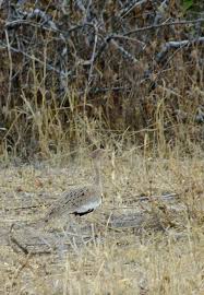 Image result for Burttia prunoides