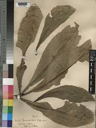 Image result for Terminalia macroptera