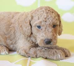 All pups will be checked and vaccinated by local vet. Buff Goldendoodle Puppy 627031 Puppyspot