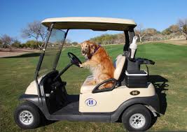 Über 7 millionen englischsprachige bücher. Golf Passport Raises Funds For Golden Retriever Rescue Local News Tucson Com