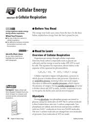 During glycolysis, 1 molecule of glucose is converted to 2 molecules of pyruvate. Reading Essentials Cellular Respiration
