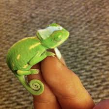 My Baby Pascal Female Veiled Chameleon Baby Veiled Chameleon Chameleon Cage Chameleon