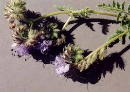 Image result for Hydrophyllaceae