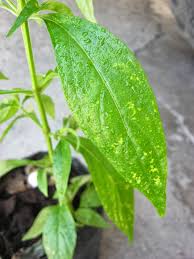 The article above about side effects of ssg is as good as rubbish ! Serpentina Leaves Benefits And Side Effects