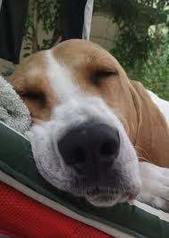 To advance this breed to a state of similarity throughout the world; Grand Anglo Francais Blanc Et Orange Anglo French Orange And White Hound