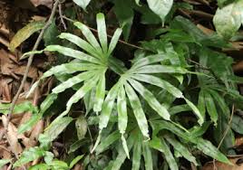 Image result for Schizaeaceae