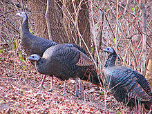 Always good to have a comparison. Wild Turkey Wikipedia