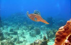 Catalina Island Scuba Diving Seapro Divers