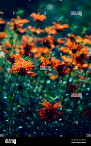 Image result for Leonotis