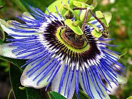 Passiflora Caerulea Is The Classic Passionflower With A 3 Creamy Blossom With Blue Fringe Stripes Do Blue Passion Flower Flowering Vines Passiflora Caerulea