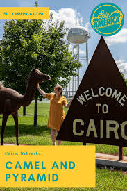 For some unexplained reason when taken out of their own country or north of the 30th degree they rapidly degenerate. Camel And Pyramid In Cairo Nebraska Silly America