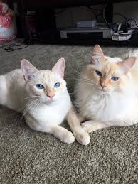 Learn about the red point siamese and its close relations, the apricot. My 2 Flame Point Siamese Kitties Siamesecats